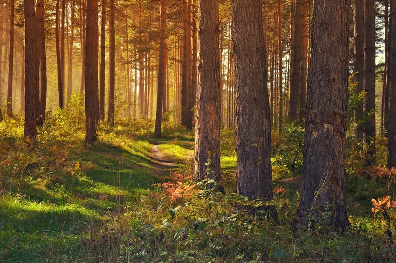 Woodland Glade