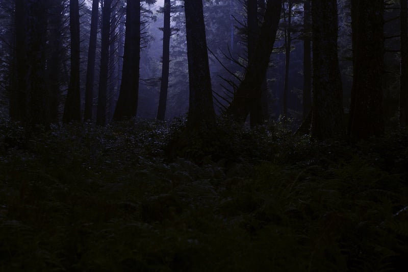 Firefly Night Forest