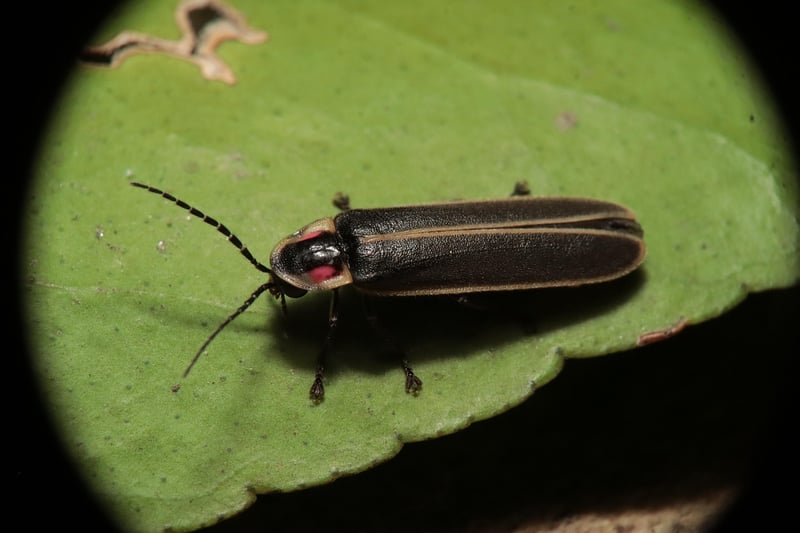 Firefly Night