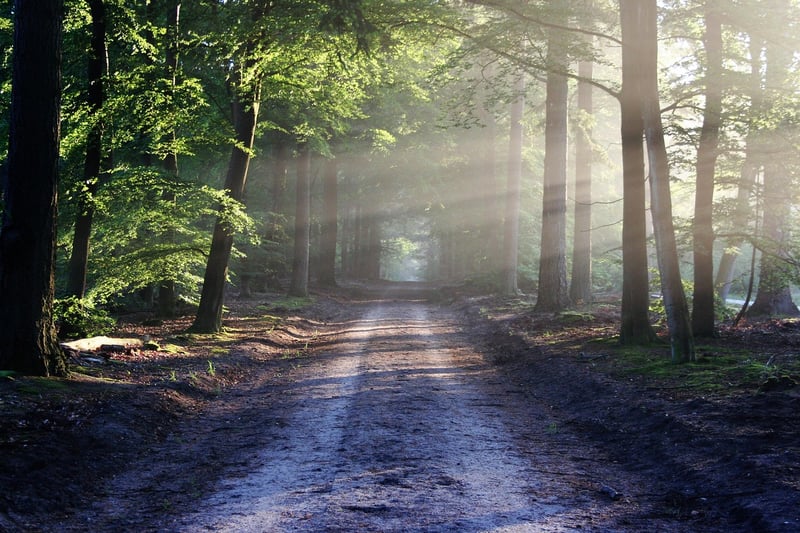 Woodland Glade
