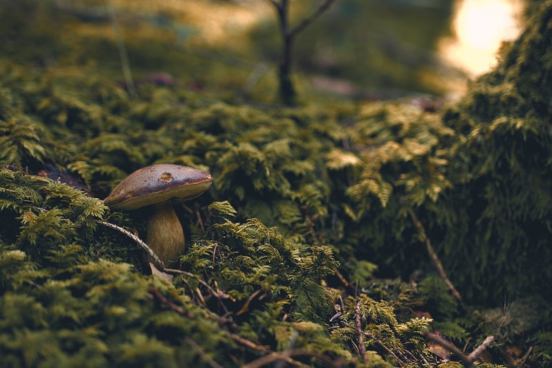 Mossy Forest