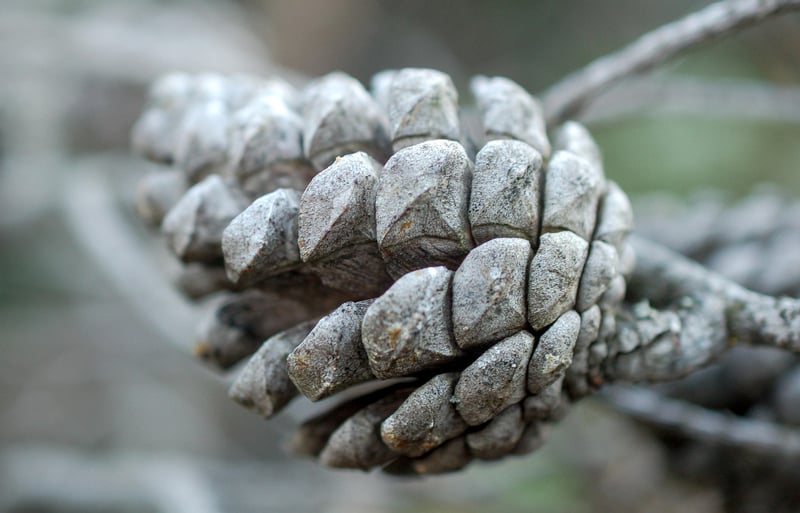 Pinecone Cookies
